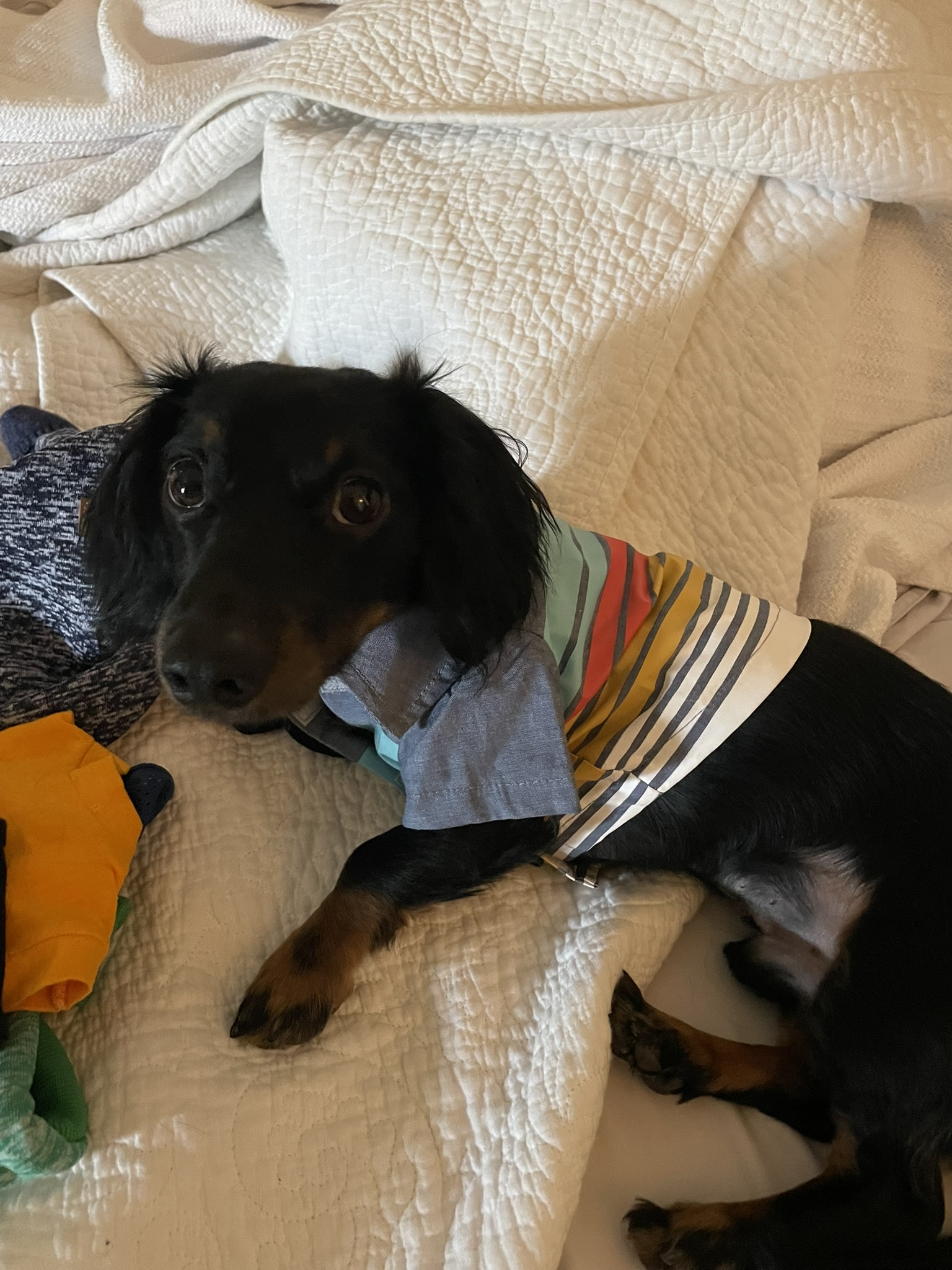 Midas with clothes on