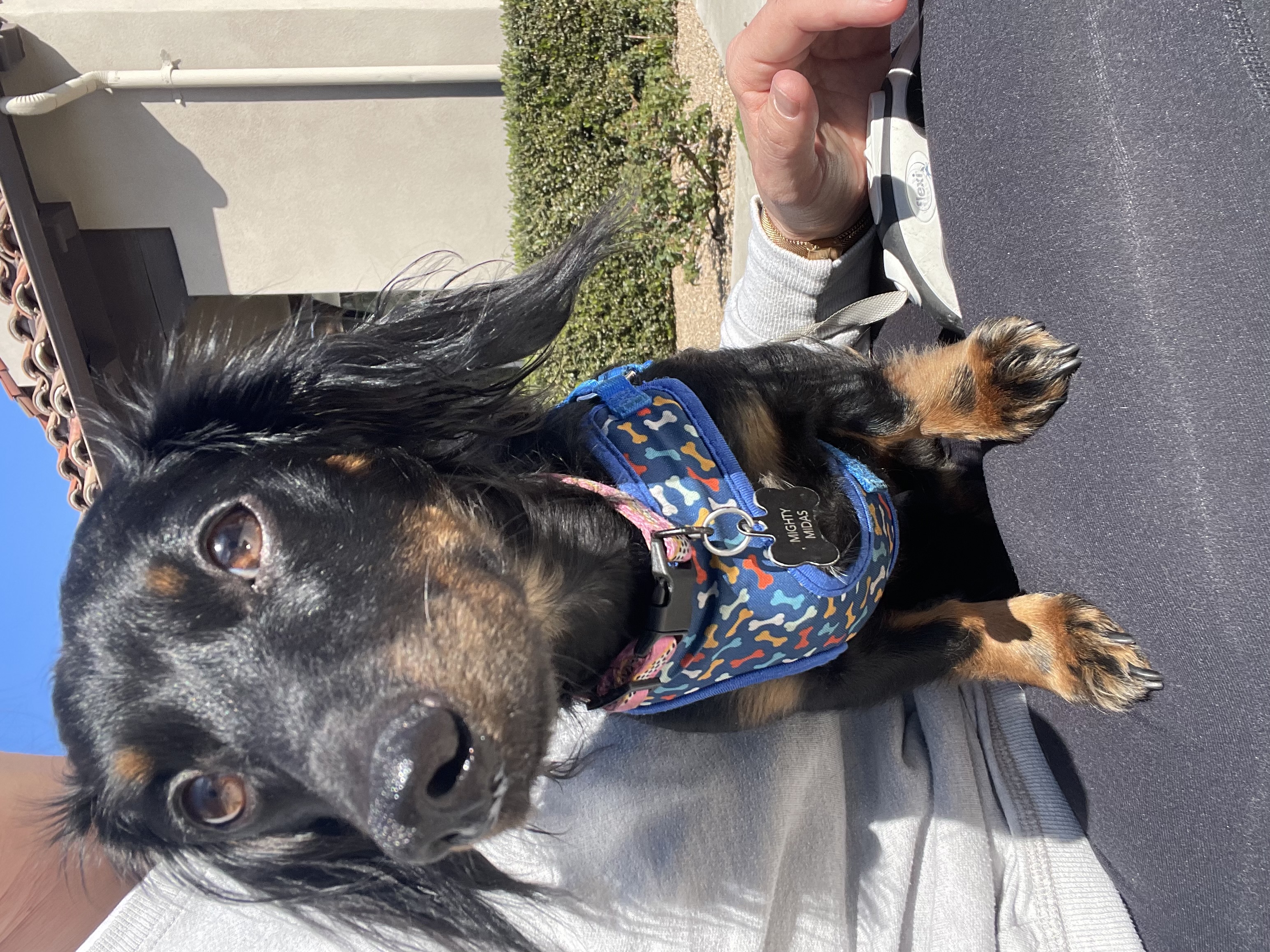 Midas with clothes on